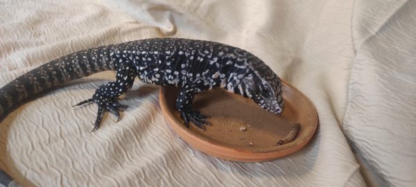 Mělká miska -střední - Image 5