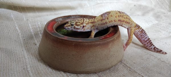 Miska na červy - keramika se sklem - střední - Image 5