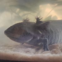 Muj axolotl toothless